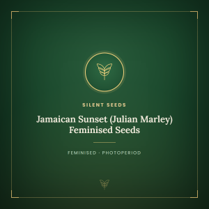 Jamaican Sunset (Julian Marley) Feminised Seeds Jamaican Sunset (Julian Marley) Feminised Seeds