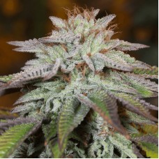 L.A. Vanilla Cake Auto Feminised Seeds L.A. Vanilla Cake Auto Feminised Seeds