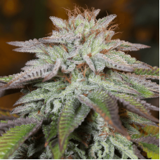 L.A. Vanilla Cake Auto Feminised Seeds L.A. Vanilla Cake Auto Feminised Seeds