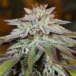 L.A. Vanilla Cake Auto Feminised Seeds L.A. Vanilla Cake Auto Feminised Seeds