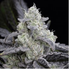L.A. Vanilla Cake Feminised Seeds L.A. Vanilla Cake Feminised Seeds