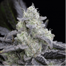 L.A. Vanilla Cake Feminised Seeds L.A. Vanilla Cake Feminised Seeds