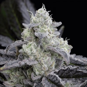 L.A. Vanilla Cake Feminised Seeds L.A. Vanilla Cake Feminised Seeds