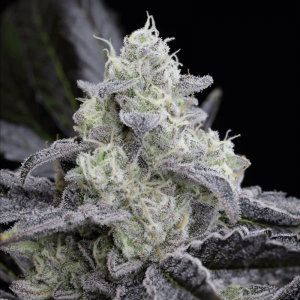 L.A. Vanilla Cake Feminised Seeds L.A. Vanilla Cake Feminised Seeds
