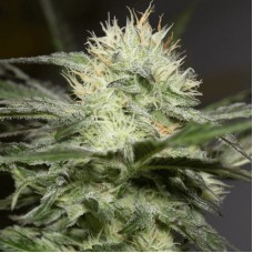 Lemon Sorbet Feminised Seeds Lemon Sorbet Feminised Seeds