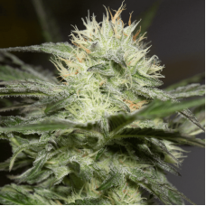 Lemon Sorbet Feminised Seeds Lemon Sorbet Feminised Seeds