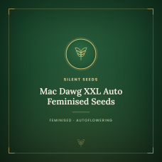 Mac Dawg XXL Auto Feminised Seeds Mac Dawg XXL Auto Feminised Seeds