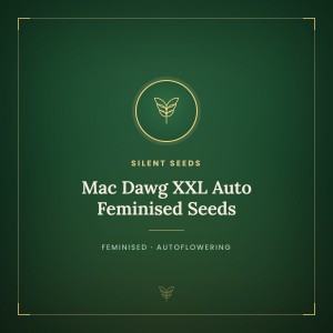 Mac Dawg XXL Auto Feminised Seeds Mac Dawg XXL Auto Feminised Seeds