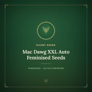 Mac Dawg XXL Auto Feminised Seeds Mac Dawg XXL Auto Feminised Seeds