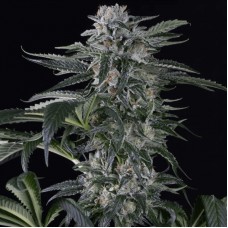 Moby Dick Auto Feminised Seeds Moby Dick Auto Feminised Seeds