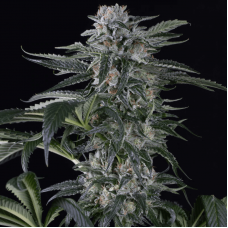 Moby Dick Auto Feminised Seeds Moby Dick Auto Feminised Seeds