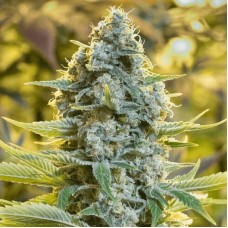 Moby Dick Feminised Seeds Moby Dick Feminised Seeds