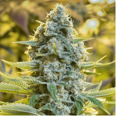 Moby Dick Feminised Seeds Moby Dick Feminised Seeds