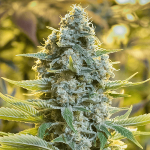Moby Dick Feminised Seeds Moby Dick Feminised Seeds