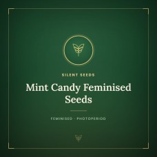 Mint Candy Feminised Seeds
