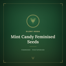 Mint Candy Feminised Seeds Mint Candy Feminised Seeds