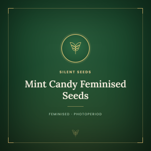 Mint Candy Feminised Seeds Mint Candy Feminised Seeds