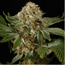 OG Kush Feminised Seeds OG Kush Feminised Seeds