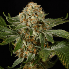 OG Kush Feminised Seeds OG Kush Feminised Seeds