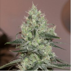 Original Amnesia Feminised Seeds Original Amnesia Feminised Seeds