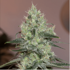 Original Amnesia Feminised Seeds Original Amnesia Feminised Seeds