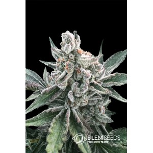 Polar Gelato Auto Feminised Seeds Polar Gelato Auto Feminised Seeds