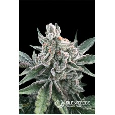 Polar Gelato Feminised Seeds Polar Gelato Feminised Seeds
