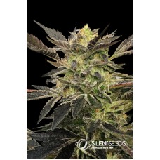 Pink Sunset Auto Feminised Seeds Pink Sunset Auto Feminised Seeds