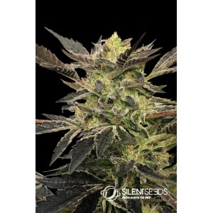 Pink Sunset Auto Feminised Seeds Pink Sunset Auto Feminised Seeds