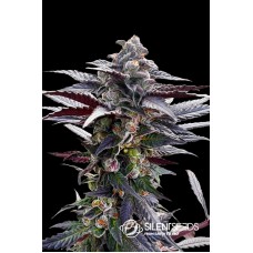 Pink Sunset Feminised Seeds Pink Sunset Feminised Seeds