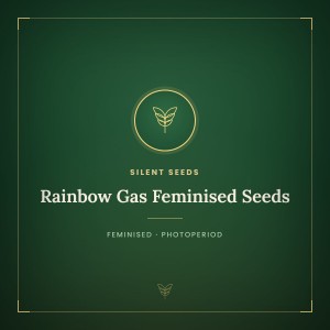 Rainbow Gas Feminised Seeds