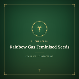 Rainbow Gas Feminised Seeds Rainbow Gas Feminised Seeds
