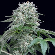 Starfire OG Feminised Seeds Starfire OG Feminised Seeds