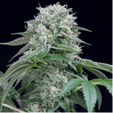 Starfire OG Feminised Seeds Starfire OG Feminised Seeds