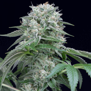 Starfire OG Feminised Seeds Starfire OG Feminised Seeds