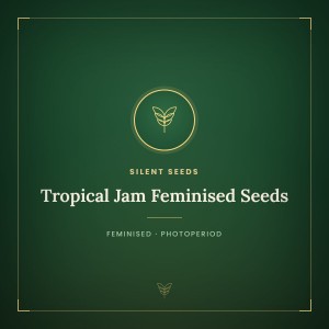 Tropical Jam Feminised Seeds Tropical Jam Feminised Seeds