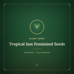Tropical Jam Feminised Seeds