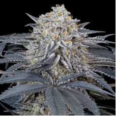 Watermelon Runtz Feminised Seeds Watermelon Runtz Feminised Seeds