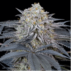 Watermelon Runtz Feminised Seeds Watermelon Runtz Feminised Seeds