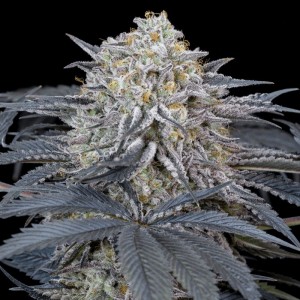Watermelon Runtz Feminised Seeds
