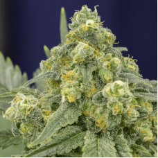 White Widow Feminised Seeds White Widow Feminised Seeds