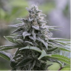 Zkittlez 2.0 Feminised Seeds Zkittlez 2.0 Feminised Seeds