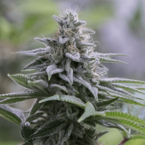 Zkittlez 2.0 Feminised Seeds Zkittlez 2.0 Feminised Seeds