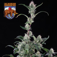 Alaskan Bananaberry Auto Feminised Seeds Alaskan Bananaberry Auto Feminised Seeds