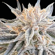 Alaskan Do-Si-Dos Feminised Seeds Alaskan Do-Si-Dos Feminised Seeds