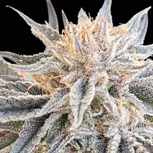 Alaskan Do-Si-Dos Feminised Seeds Alaskan Do-Si-Dos Feminised Seeds