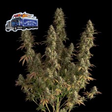 Alaskan Diesel Auto Feminised Seeds Alaskan Diesel Auto Feminised Seeds