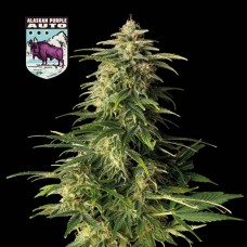 Alaskan Purple Auto Feminised Seeds Alaskan Purple Auto Feminised Seeds