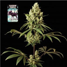 Alaskan Purple Feminised Seeds Alaskan Purple Feminised Seeds
