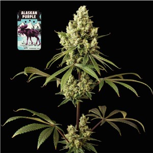 Alaskan Purple Feminised Seeds Alaskan Purple Feminised Seeds